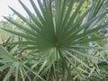 Fan Palm Blades Royalty Free Stock Photo