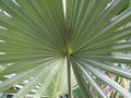 Fan Palm Blades Up Close Royalty Free Stock Photo