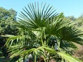 Fan palm is a common name for various types of palm trees whose fan-shaped, semicircular leaves are dissected into numerous leafle Royalty Free Stock Photo