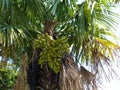 Fan palm is a common name for various types of palm trees whose fan-shaped, semicircular leaves are dissected into numerous leafle