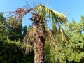 Fan palm is a common name for various types of palm trees whose fan-shaped, semicircular leaves are dissected into numerous leafle Royalty Free Stock Photo