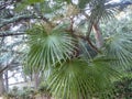 Fan palm is a common name for various types of palm trees whose fan-shaped, semicircular leaves are dissected into numerous leafle Royalty Free Stock Photo