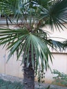 Fan palm is a common name for various types of palm trees whose fan-shaped, semicircular leaves are dissected into numerous leafle Royalty Free Stock Photo