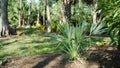 Fan palm in garden. Royalty Free Stock Photo