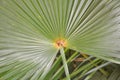 Fan palm. Fan palm has a unique foliage that forms a fan with its large leaves, Brazil, South America Royalty Free Stock Photo