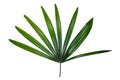 Fan palm isolated on white background Royalty Free Stock Photo