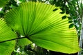 Fan Palm Leaf Royalty Free Stock Photo