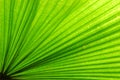 Fan Palm Leaf Royalty Free Stock Photo