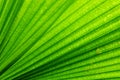Fan Palm Leaf Royalty Free Stock Photo