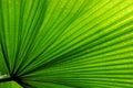 Fan Palm Leaf Royalty Free Stock Photo