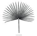 Fan palm leaf hand draw vintage engraving clip art isolated on w