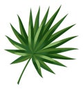 Fan palm leaf. Summer beach tree foliage Royalty Free Stock Photo