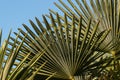 Fan palm leaves Royalty Free Stock Photo