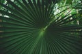 Fan Palm leaves Licuala elegans at Berlin Botanical Gardens Royalty Free Stock Photo