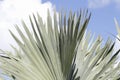 Fan Palm Leaves Outdoor Background Royalty Free Stock Photo