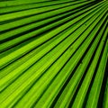 Green fan palm leaf for background texture Royalty Free Stock Photo