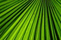 Green fan palm leaf for background texture Royalty Free Stock Photo