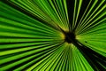 Green fan palm leaf for background texture Royalty Free Stock Photo