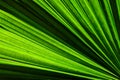 Green fan palm leaf for background texture Royalty Free Stock Photo