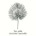 Fan palm Livistona australia leaf. Ink black and white doodle