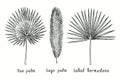 Fan palm Livistona australia, Sago palm Cycas revolut, Sabal bermudana leaf. Ink black and white doodle drawing