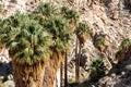 Fan Palm Oasis in the Desert