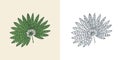 Fan palm plant. Tropical or exotic leaves and leaf. Vintage fern. Engraved flowers. Hand drawn. Botanical background.