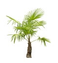 Palmetto palm tree Royalty Free Stock Photo