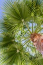 Fan Palm Tree Washingtonia filifera leaves Royalty Free Stock Photo