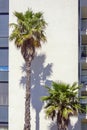 Fan palm trees against wall of building. Washingtonia filifer Royalty Free Stock Photo