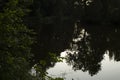 Fan on pond in park. Forest reflection in water. Lake after sunset Royalty Free Stock Photo