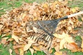 Fan rake and pile of fallen leaves on green grass Royalty Free Stock Photo