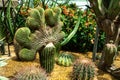 Fan-shaped cactus Carnegiea gigantea f. cristata, Crested Saguaro, Crassulas and other succulent plants in Gardens by the Bay,