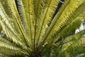 The fan shaped canopy of a cycad tree Royalty Free Stock Photo