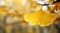 A fan-shaped gingko leaf displaying a brilliant golden hue in fall