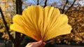 A fan-shaped gingko leaf displaying a brilliant golden hue in fall