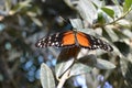 The fan-tail of a butterfly