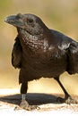 Fan-tailed raven Royalty Free Stock Photo