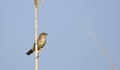 Fan-tailed warbler (Cisticola juncidis)