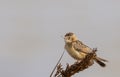 Fan-tailed warbler
