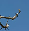 Fan-tailed Warbler:Freedom and solitude