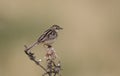 Fan-tailed warbler or zitting cisticola, Cisticola juncidis