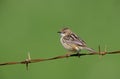 Fan-tailed warbler or Zitting cisticola, Euthlypis lachrymosa