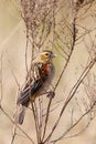 Fan tailed Widowbird Royalty Free Stock Photo