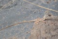 Reptile Fan-throated Lizard Female