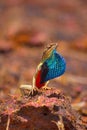 Fan Throated Lizard- male, Sitana ponticeriana, displaying fan, Satara, Maharashtra Royalty Free Stock Photo