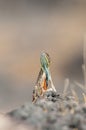 Fan Throated Lizard or Sitana in the Breeding display seen at Satara,Maharashtra,India