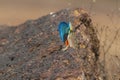 Fan Throated Lizard or Sitana in the Breeding display seen at Satara,Maharashtra,India