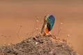 Fan Throated Lizard or Sitana in the Breeding display seen at Satara,Maharashtra,India