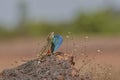 Fan Throated Lizard or Sitana in the Breeding display seen at Satara,Maharashtra,India